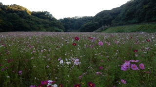 Thumbnail of post image 118