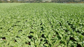 Thumbnail of post image 198